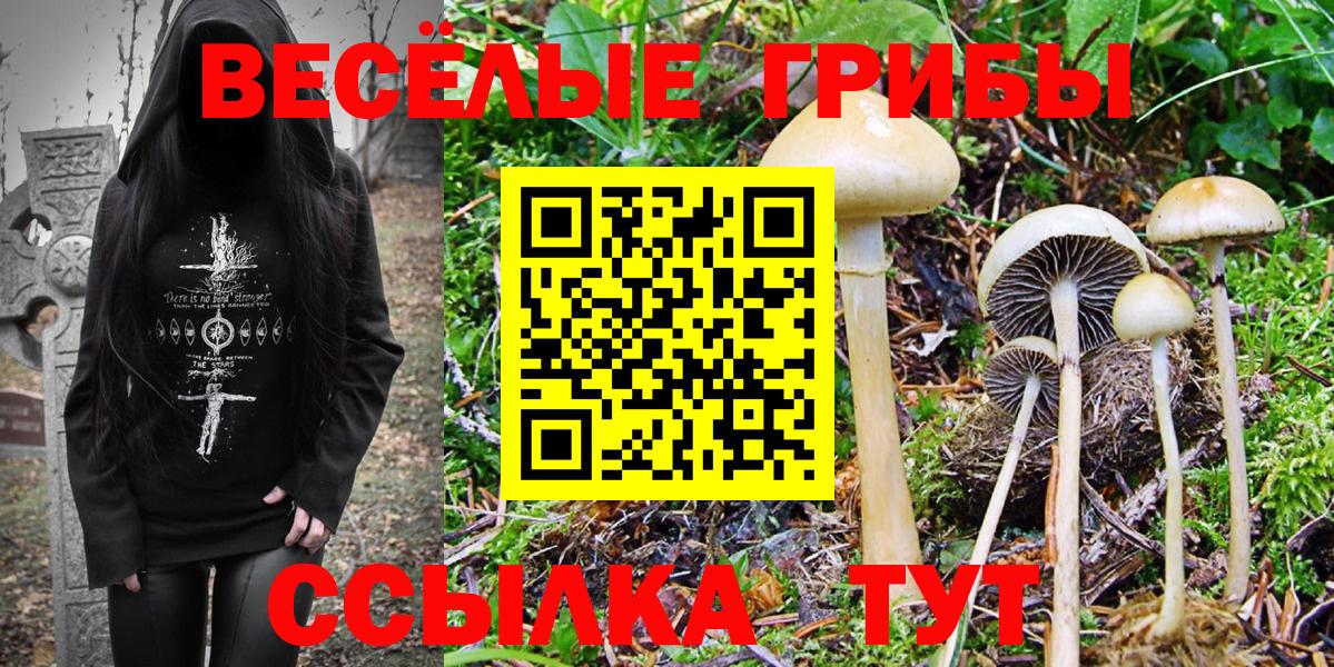 как найти   Псилоцибиновые грибы MAGIC MUSHROOMS  Вход с VPN  Коркино 